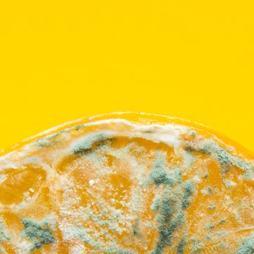 spoiled lemon halves with mold close up on a yellow background