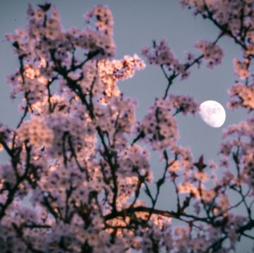 spring moon